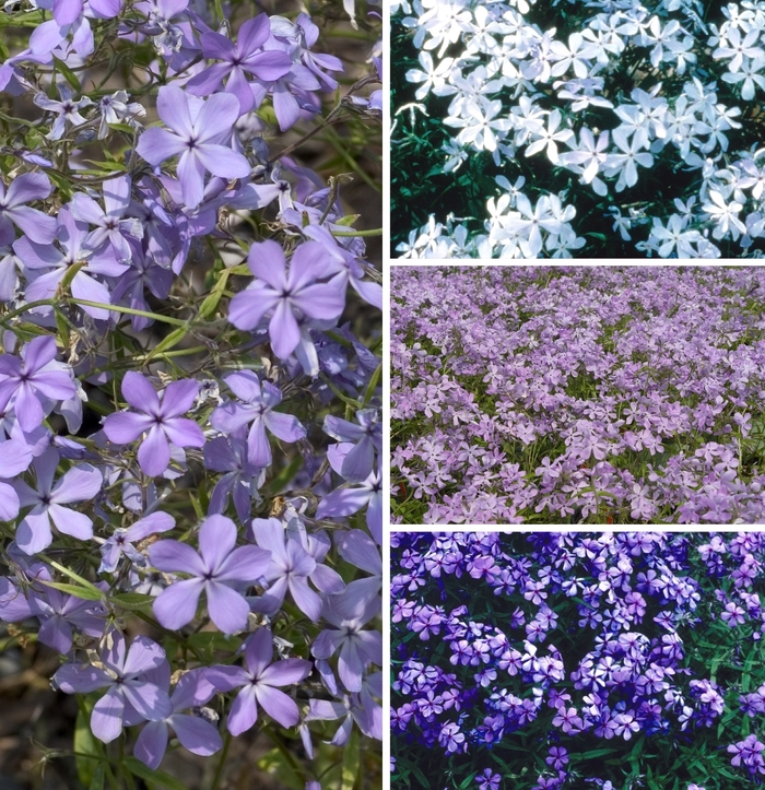 Woodland Phlox - Phlox from R&D Wholesale Nursery