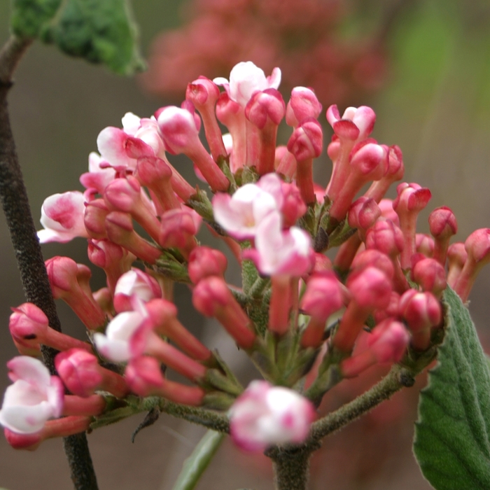 'Spice Girl®' Korean Spice Viburnum - Viburnum carlesii from R&D Wholesale Nursery