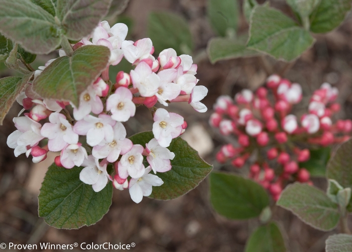 'Spice Girl&reg;' Korean Spice Viburnum - Viburnum carlesii from R&D Wholesale Nursery