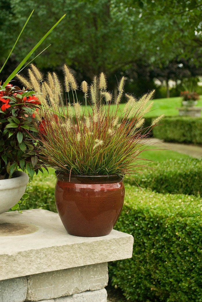 'Burgundy Bunny' Fountain Grass - Pennisetum alopecuroides from R&D Wholesale Nursery
