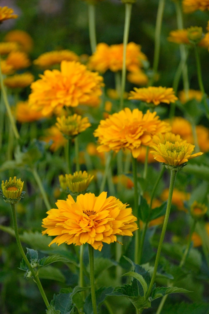 Summer Sun False Sunflower - Heliopsis from R&D Wholesale Nursery