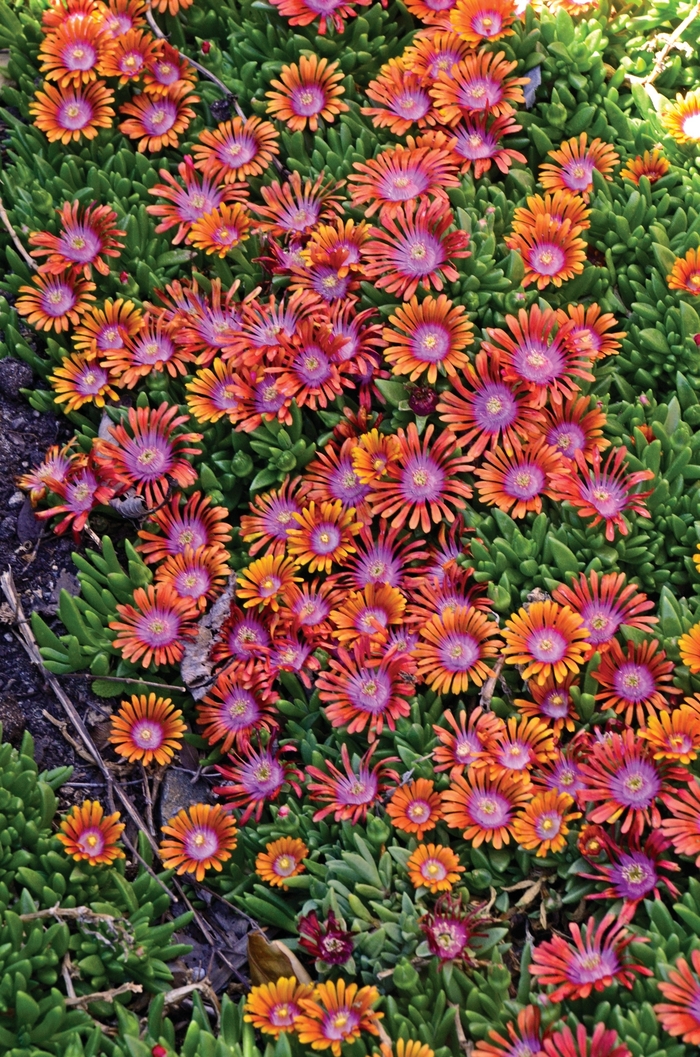 Assorted Ice Plant - Delosperma from R&D Wholesale Nursery