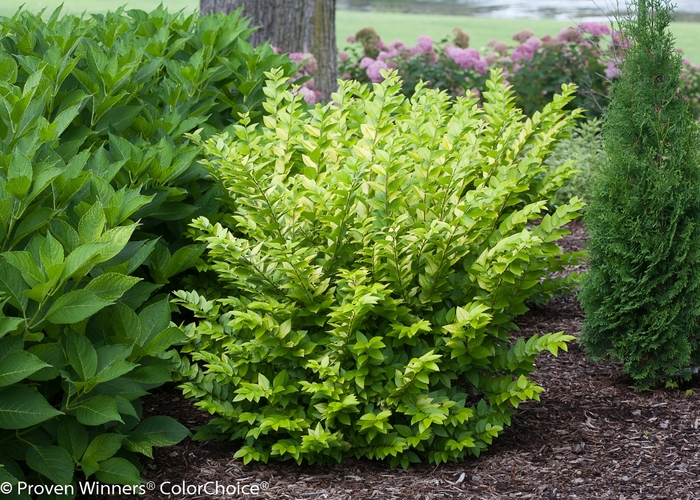 'Golden Ticket®' Privet - Ligustrum x vicaryi from R&D Wholesale Nursery
