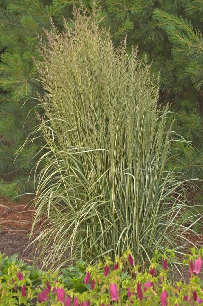 Avalanche Feather Reed Grass - Calamagrostis acutiflora 'Avalanche' from R&D Wholesale Nursery