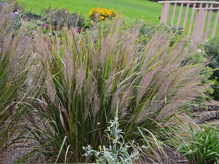 Korean Feather Reed Grass - Calamagrostis brachytricha from R&D Wholesale Nursery