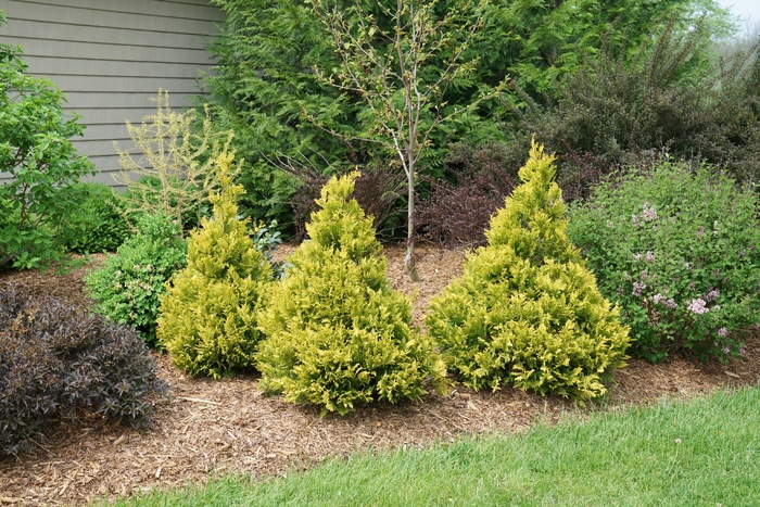 False Cypress - Chamaecyparis pisifera from R&D Wholesale Nursery