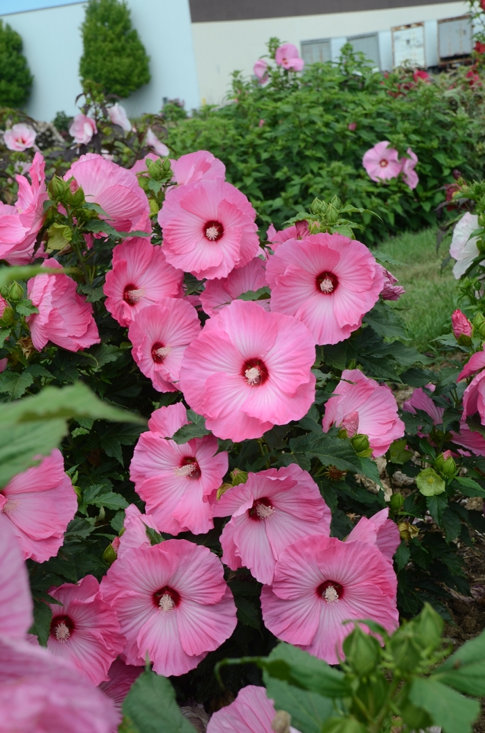 Airbrush Effect Rose Mallow - Hibiscus 'Airbrush Effect' from R&D Wholesale Nursery