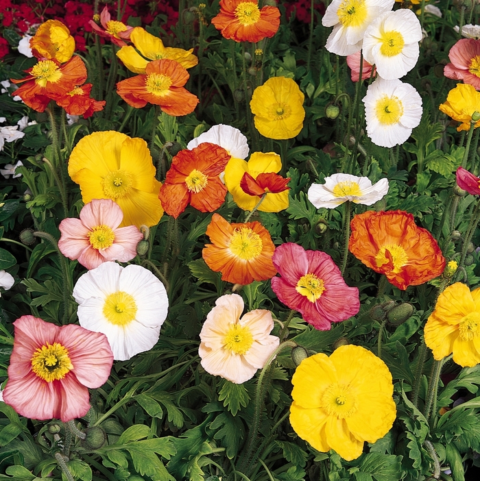 Iceland Poppy - Papaver nudicaule from R&D Wholesale Nursery