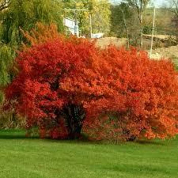 Flame Amur Maple - Acer ginnala 'Flame' from R&D Wholesale Nursery