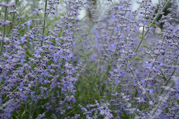 Lacey Blue Russian Sage - Perovskia atriplicifolia 'Lacey Blue' from R&D Wholesale Nursery