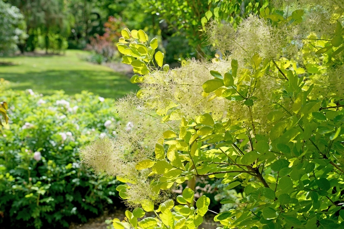 'Winecraft Gold®' Smokebush - Cotinus coggygria from R&D Wholesale Nursery