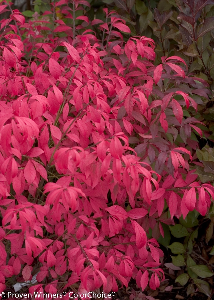 'Unforgettable Fire®' Burning Bush - Euonymus alatus from R&D Wholesale Nursery