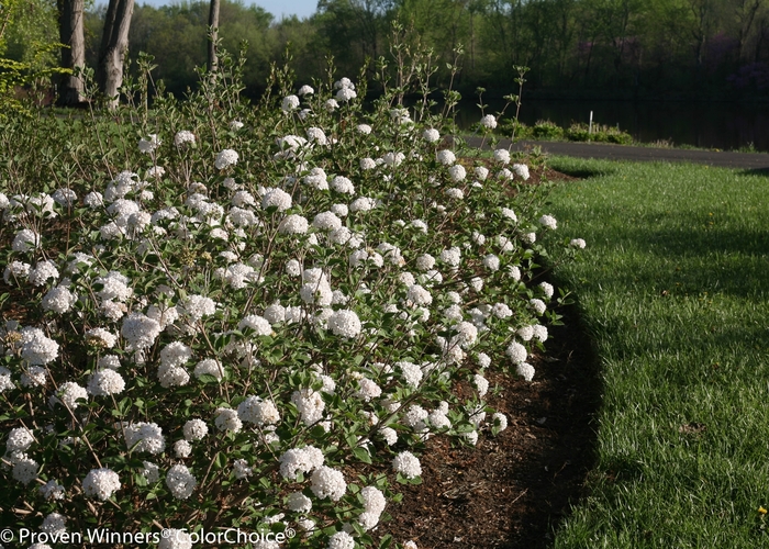 'Spice Baby&trade;' Koreanspice Viburnum - Viburnum carlesii from R&D Wholesale Nursery