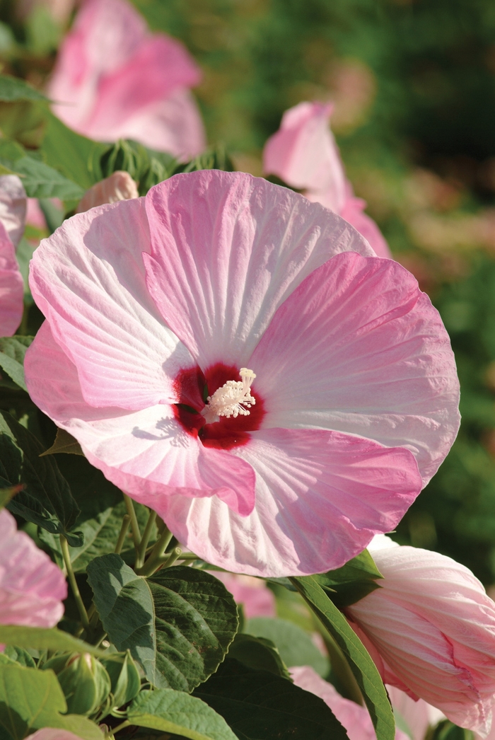 Luna&trade; Pink Swirl Hibiscus - Hibiscus moscheutos 'Pink Swirl' from R&D Wholesale Nursery