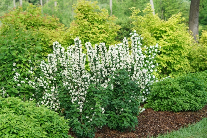 'Illuminati Tower®' Mock Orange - Philadelphus coronarius from R&D Wholesale Nursery