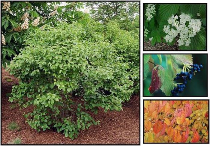 Autumn Jazz Viburnum - Viburnum densata 'Ralph Senior' from R&D Wholesale Nursery
