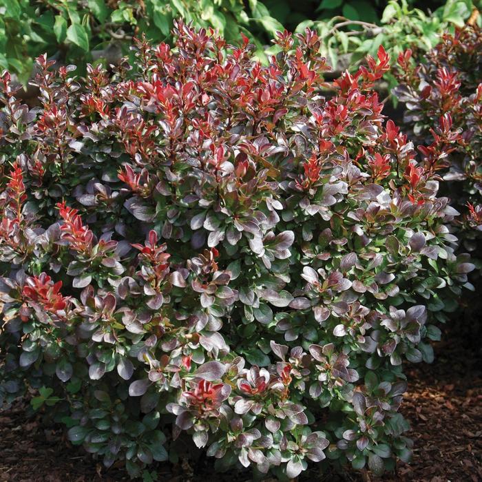 Crimson Ruby Barberry - Berberis thunbergii 'Criruzam' from R&D Wholesale Nursery