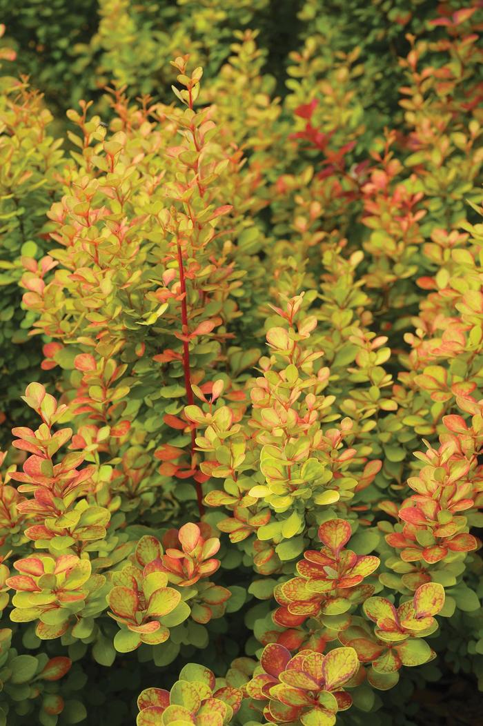 'Orange Torch' Barberry - Berberis thunbergii from R&D Wholesale Nursery
