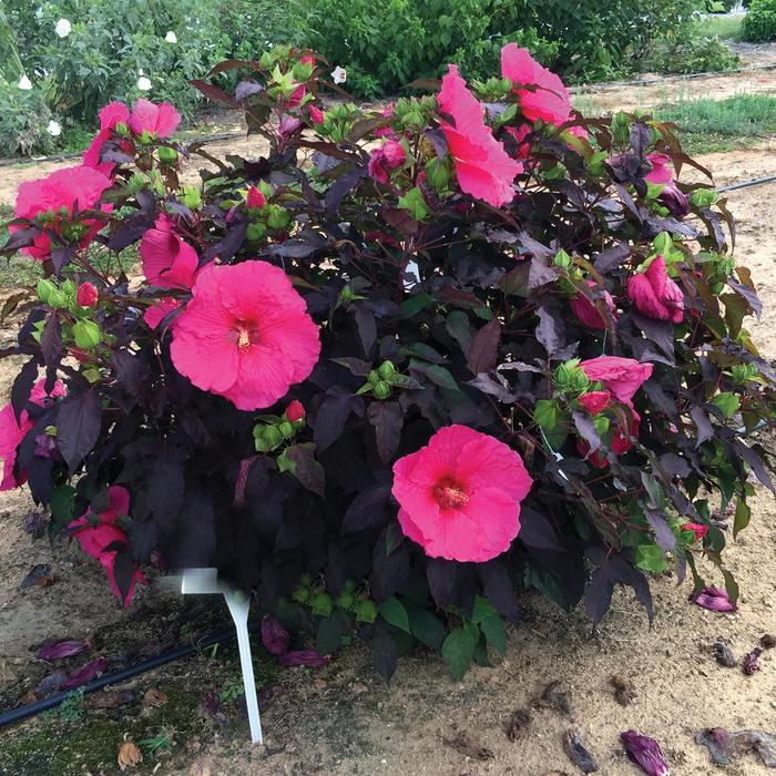 Head Over Heels&reg; Passion Hibiscus - Hibiscus moscheutos (Rose-Mallow) from R&D Wholesale Nursery