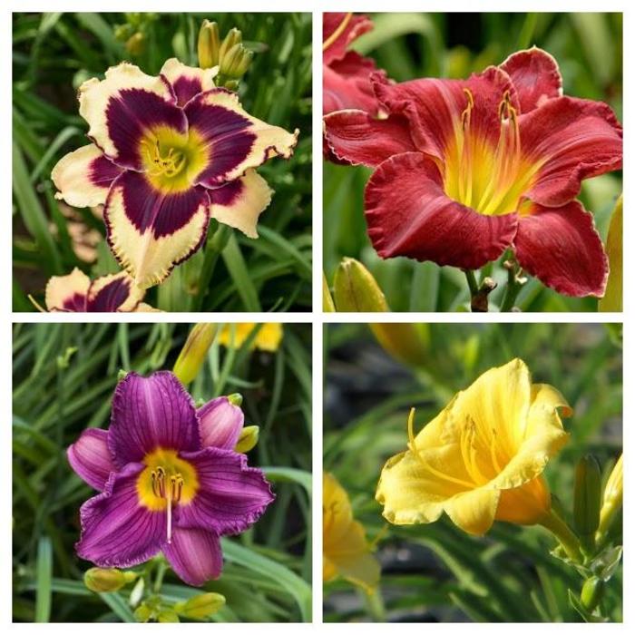 Hemerocallis - Daylilies - Multiple Varieties from R&D Wholesale Nursery