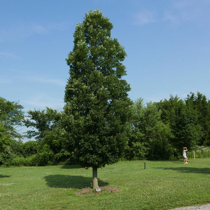 Pyramidal English Oak - Quercus robur 'Fastigiata' from R&D Wholesale Nursery