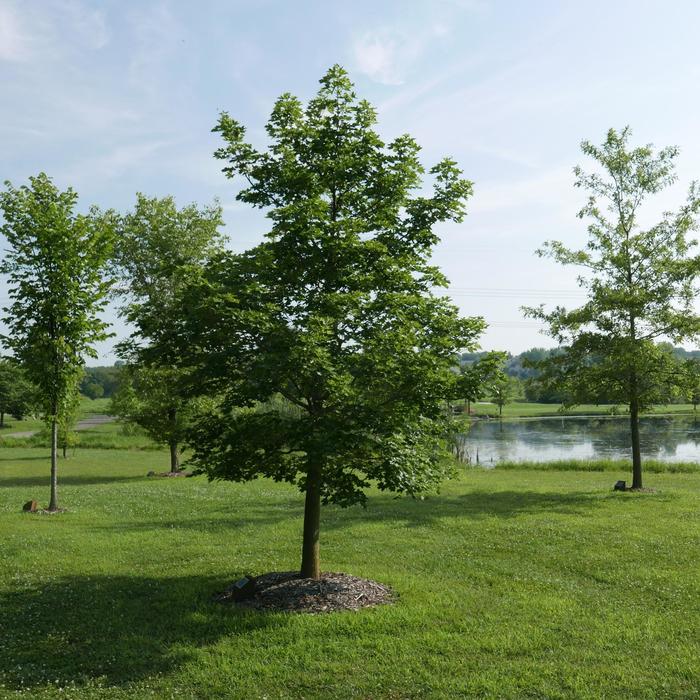 Pacific Sunset&reg; Maple - Acer truncatum x platanoides 'Warrenred' from R&D Wholesale Nursery