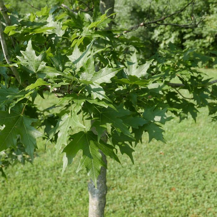Autumn Splendor Maple - Acer saccharum from R&D Wholesale Nursery