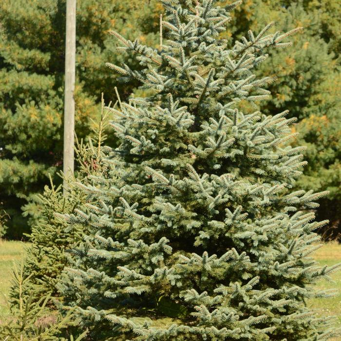 White Spruce - Picea glauca from R&D Wholesale Nursery