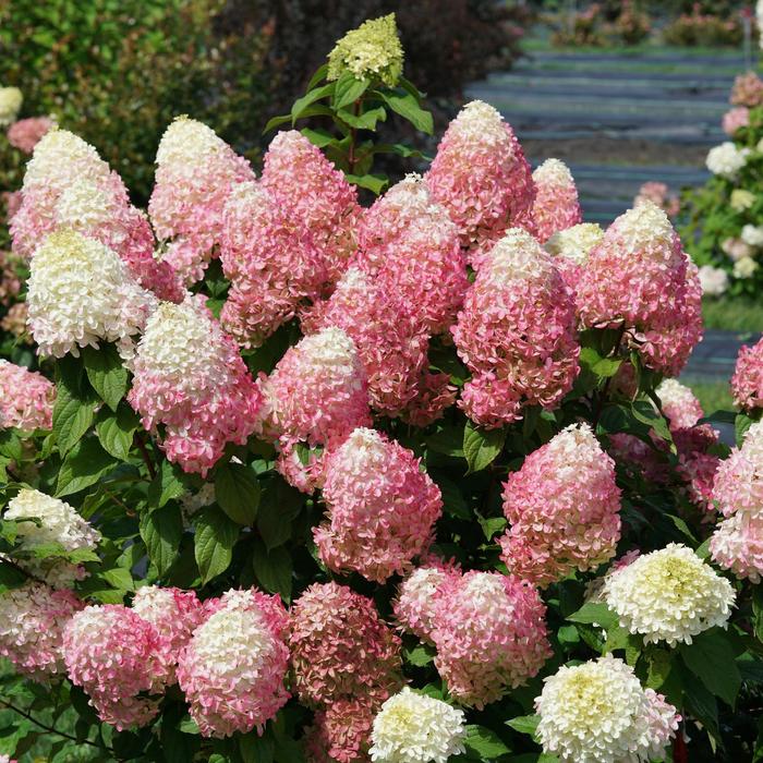 Quick Fire Fab® - Hydrangea paniculata from R&D Wholesale Nursery