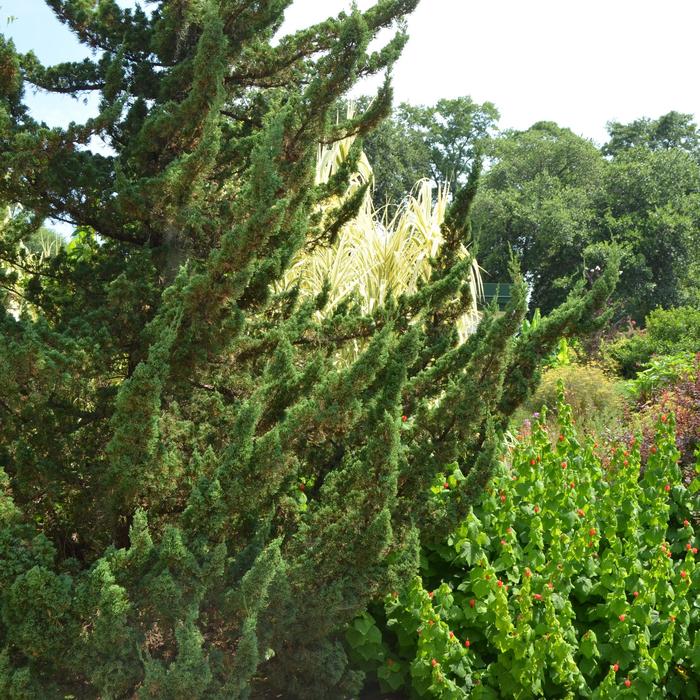 'Torulosa&trade;' Hollywood Juniper - Juniperus chinensis from R&D Wholesale Nursery
