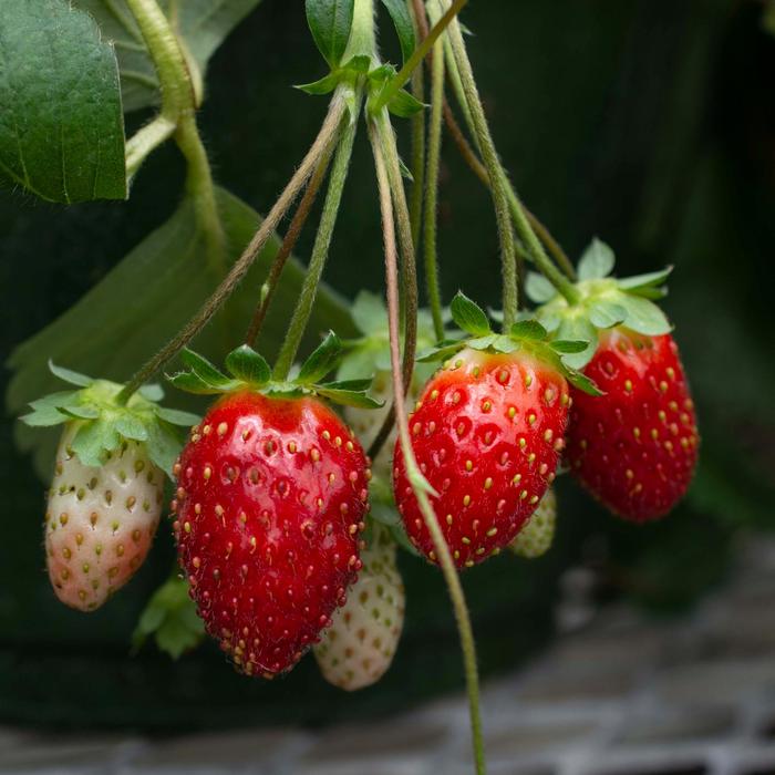 Bushel and Berry&reg; 'Rosy Belle&trade;' - Fragaria x ananassa (Strawberry) from R&D Wholesale Nursery