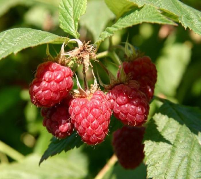 Coho Red Raspberry - Rubus Idaeus Coho from R&D Wholesale Nursery