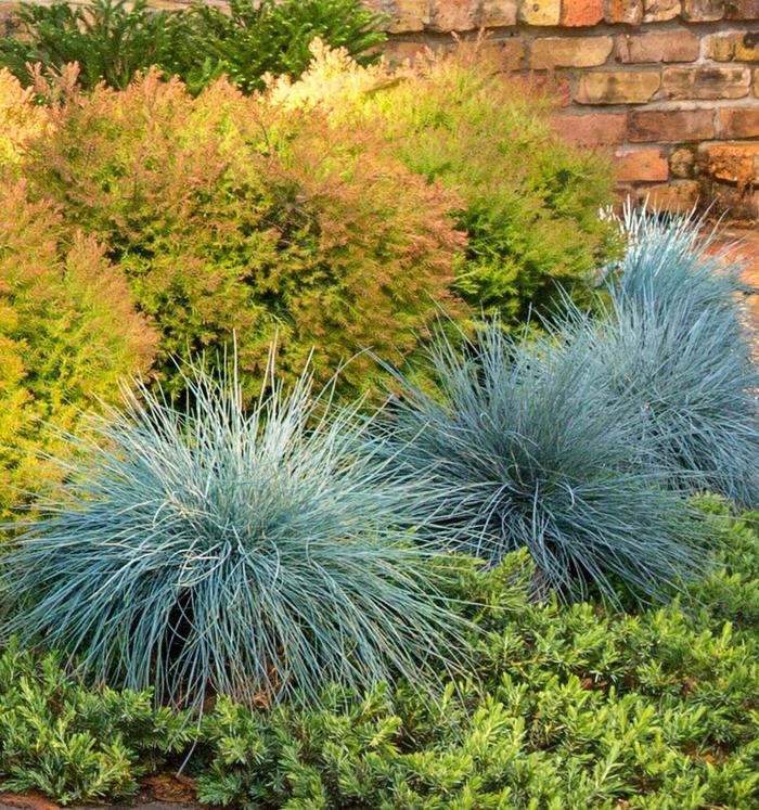 'Beyond Blue&trade;' Blue Fescue - Festuca glauca from R&D Wholesale Nursery