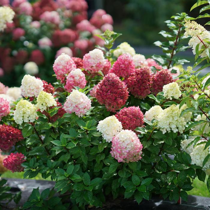 Little Lime Punch™ - Hydrangea paniculata from R&D Wholesale Nursery