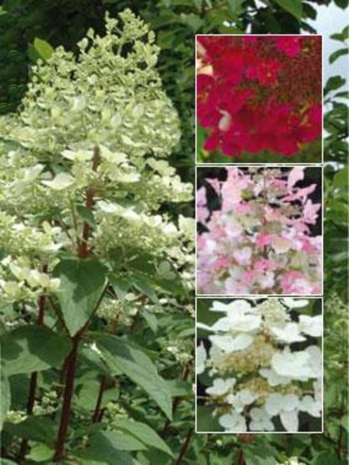Fire & Ice Hydrangea - Hydrangea paniculata 'Fire and Ice' from R&D Wholesale Nursery