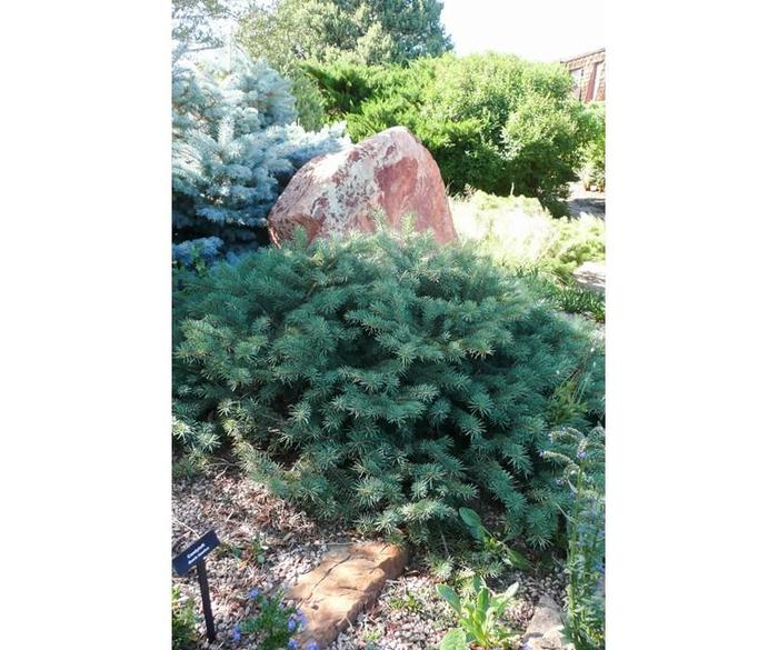 Mesa Verde Colorado Spruce - Picea Pungens 'Mesa Verde' from R&D Wholesale Nursery