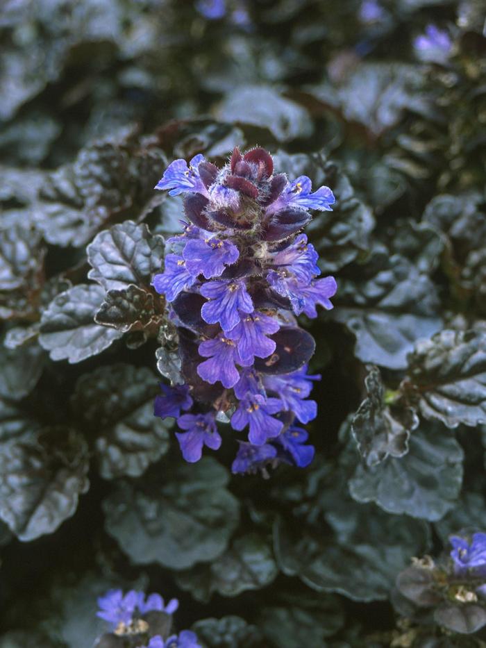 Walberton's&reg; Black Scallop Bugleweed - Ajuga reptans from R&D Wholesale Nursery