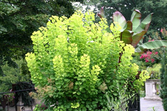 Golden Spirit Smoke Tree - Cotinus coggygria from R&D Wholesale Nursery
