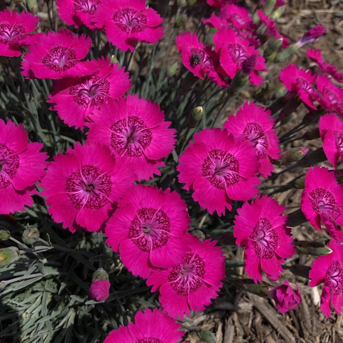 Neon Star Dianthus - Dianthus 'Neon Star' from R&D Wholesale Nursery