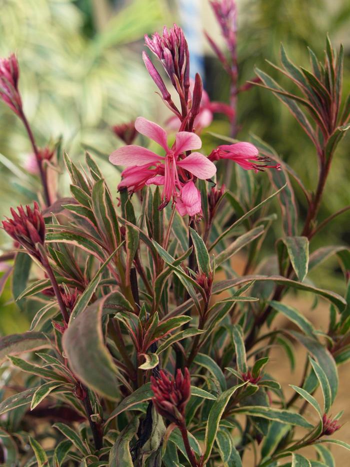 'Passionate Rainbow&trade;' Wand Flower - Gaura lindheimeri from R&D Wholesale Nursery