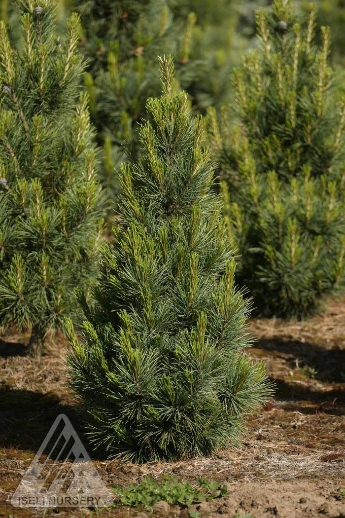 Blue Mound Swiss Stone Pine - Pinus cembra from R&D Wholesale Nursery