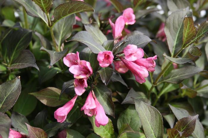 Dark Horse Weigela - Weigela florida from R&D Wholesale Nursery