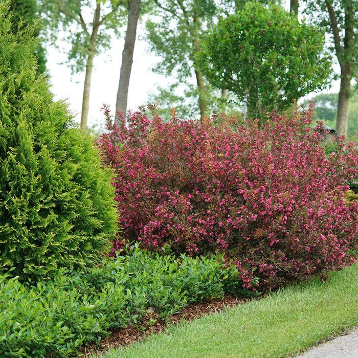 Wine & Roses Weigela - Weigela florida 'Wine & Roses&reg;' from R&D Wholesale Nursery