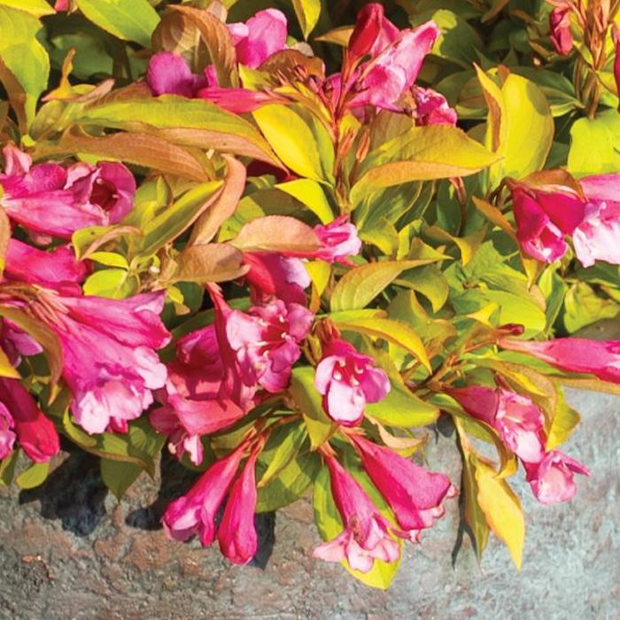 Prism&trade; Magic Carpet Weigela - Weigela from R&D Wholesale Nursery