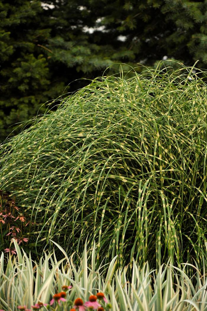 Little Zebra Maiden Grass - Miscanthus sinensis 'Little Zebra' from R&D Wholesale Nursery