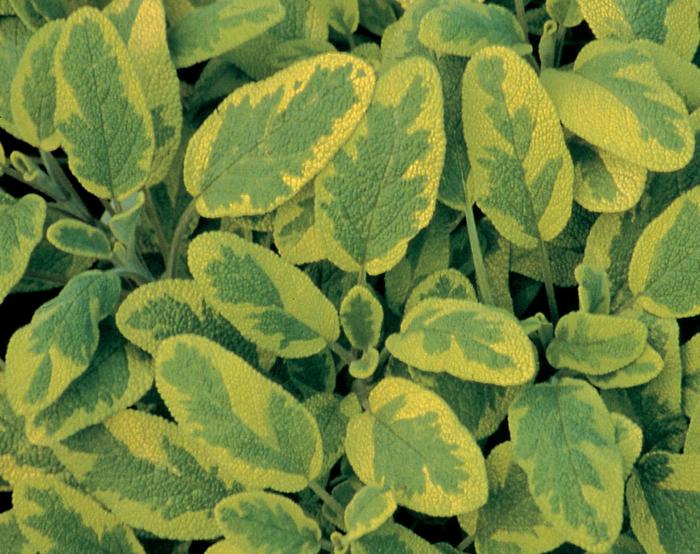Golden Variegated Sage - Salvia officinalis from R&D Wholesale Nursery