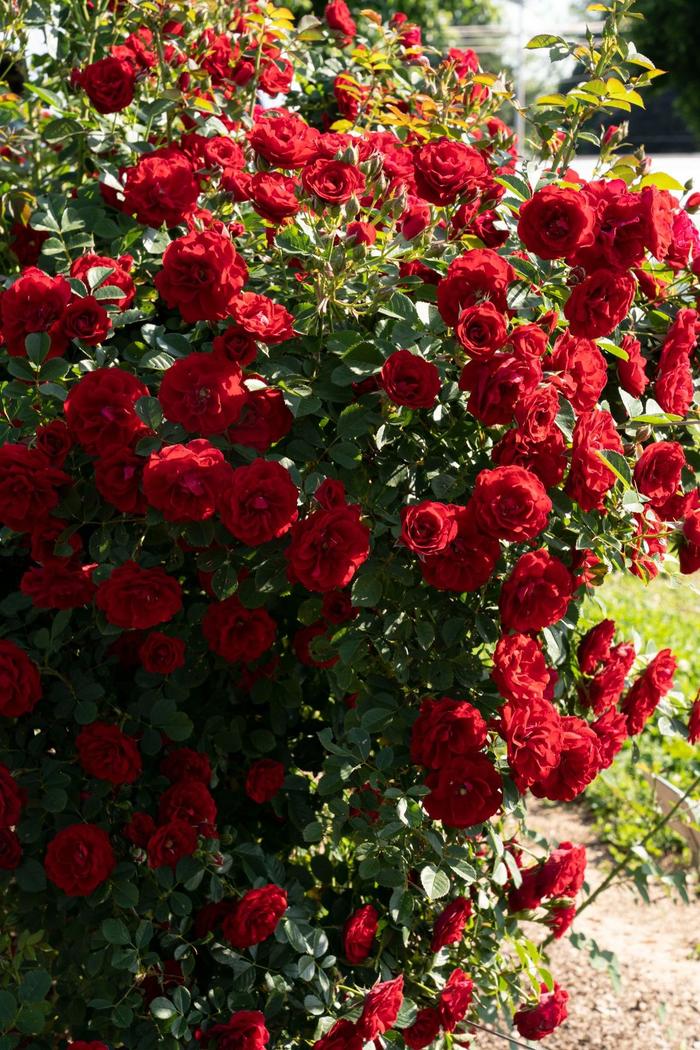 'Cherry Frost&trade;' Climbing Rose - Rosa from R&D Wholesale Nursery