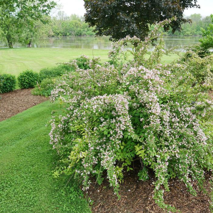 'Jolene Jolene&reg;' Beauty Bush - Kolkwitzia amabilis from R&D Wholesale Nursery