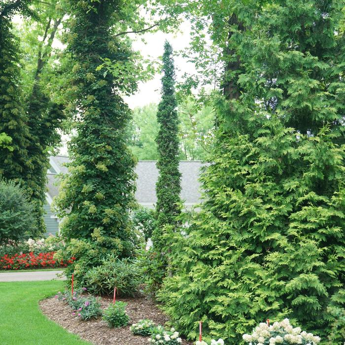Sting&reg; Arborvitae - Thuja occidentalis from R&D Wholesale Nursery