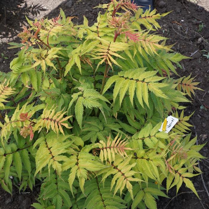 Cherry On Top&trade; Sorbaria - Sorbaria sorbifolia 'Bococot' from R&D Wholesale Nursery